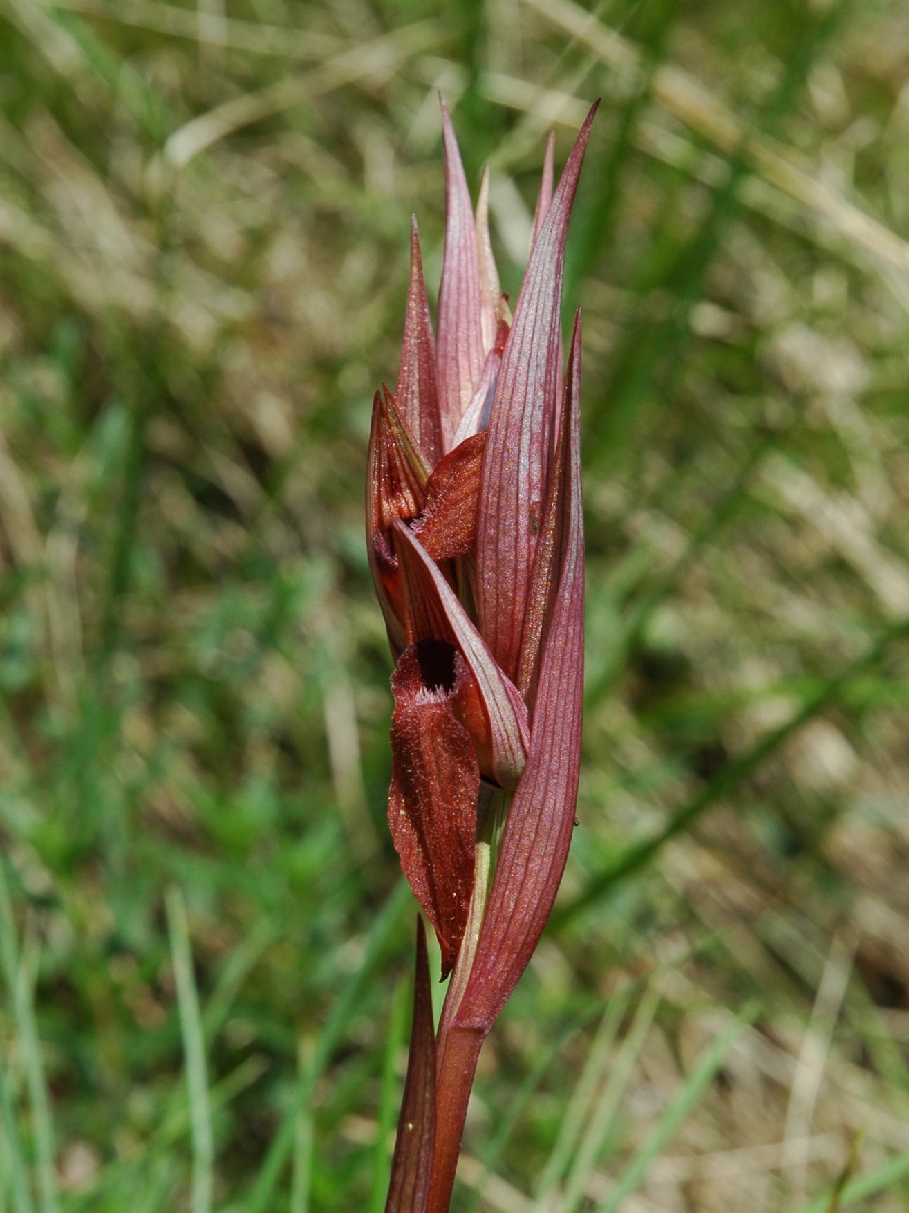 Serapias vomeracea